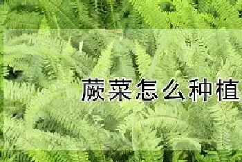 蕨菜怎么种植技术