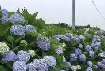 绣球花怎么调色？