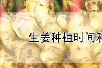 生姜种植时间和方法