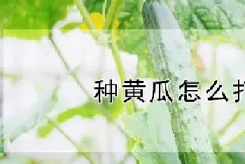 种黄瓜怎么打理