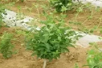 金银花种植技巧