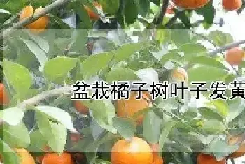 盆栽橘子树叶子发黄怎么办