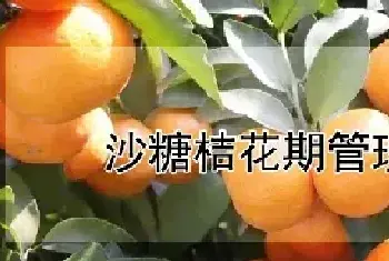 沙糖桔花期管理技术