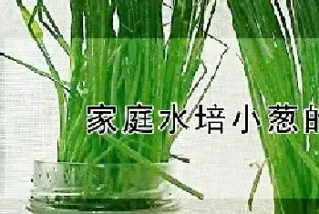 家庭水培小葱的方法