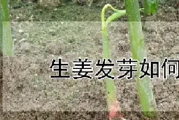 生姜发芽如何种植