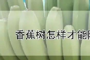 香蕉树怎样才能除死