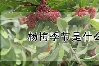 杨梅季节是什么时候