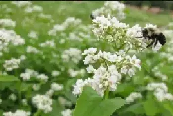 荞麦一亩地种多少种子？荞麦种植播种注意事项