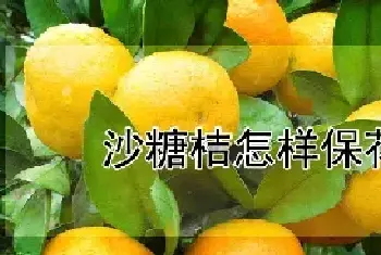 沙糖桔怎样保花保果