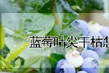 蓝莓叶尖干枯怎么办