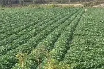 毛薯的种植时间与方法