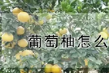 葡萄柚怎么种植