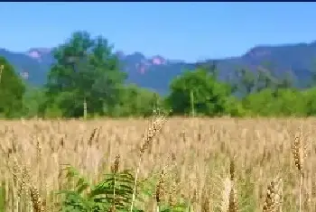 冬小麦适合在哪些地区种植？全国各地冬小麦种植区域介绍