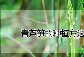 青芦笋的种植方法和时间