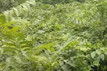 香椿苗种植方法