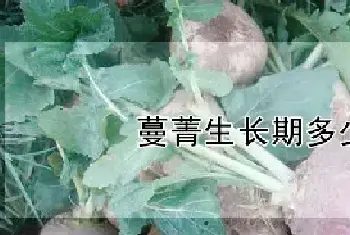 蔓菁生长期多少天