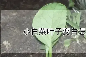 小白菜叶子变白怎么回事