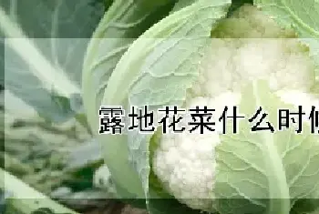 露地花菜什么时候种植