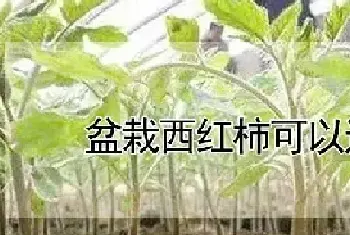 盆栽西红柿可以过冬吗