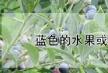 蓝色的水果或蔬菜