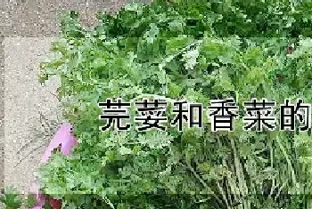 芫荽和香菜的区别