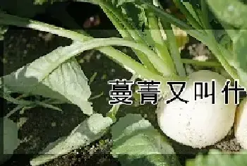 蔓菁又叫什么