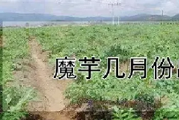 魔芋几月份出芽