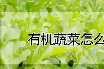 有机蔬菜怎么种植