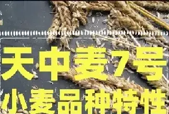 天中麦7号小麦品种特性