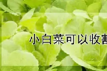 小白菜可以收割几次