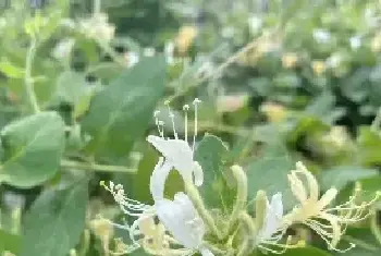 金银花大棚种植好不好