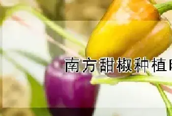 南方甜椒种植时间