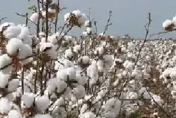 种棉花吐絮管理期抓四巧