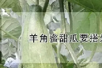 羊角蜜甜瓜要搭架子吗