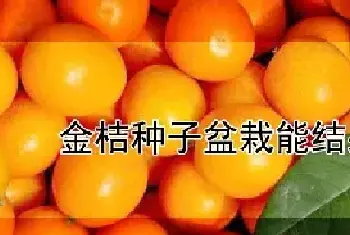 金桔种子盆栽能结果吗