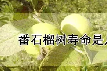 番石榴树寿命是几年