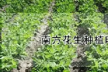 南方花生种植时间