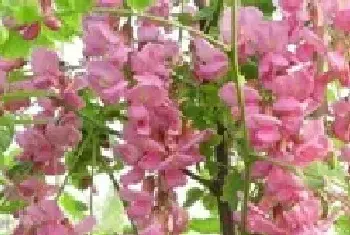 香花槐修剪技术介绍