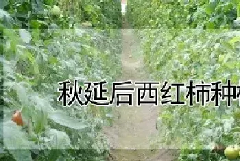 秋延后西红柿种植时间