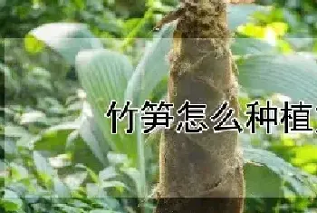 竹笋怎么种植方法