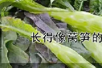 长得像莴笋的蔬菜