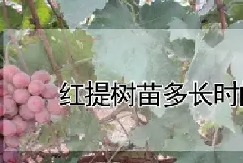 红提树苗多长时间挂果