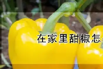 在家里甜椒怎么种