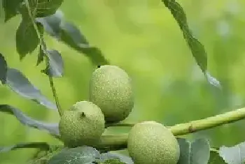 核桃的杂交育种技术介绍