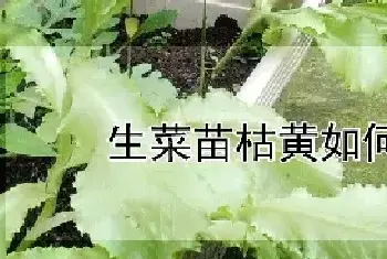 生菜苗枯黄如何防治