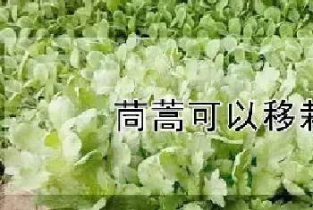 茼蒿可以移栽吗