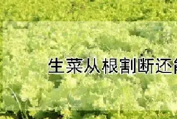 生菜从根割断还能长吗