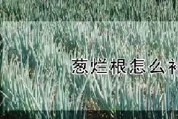 葱烂根怎么补救