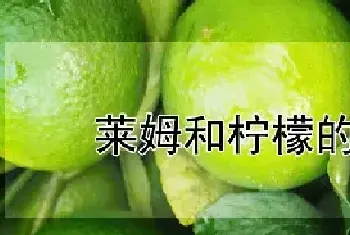 莱姆和柠檬的区别