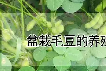 盆栽毛豆的养殖方法